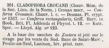 description-cladophora-crouanii